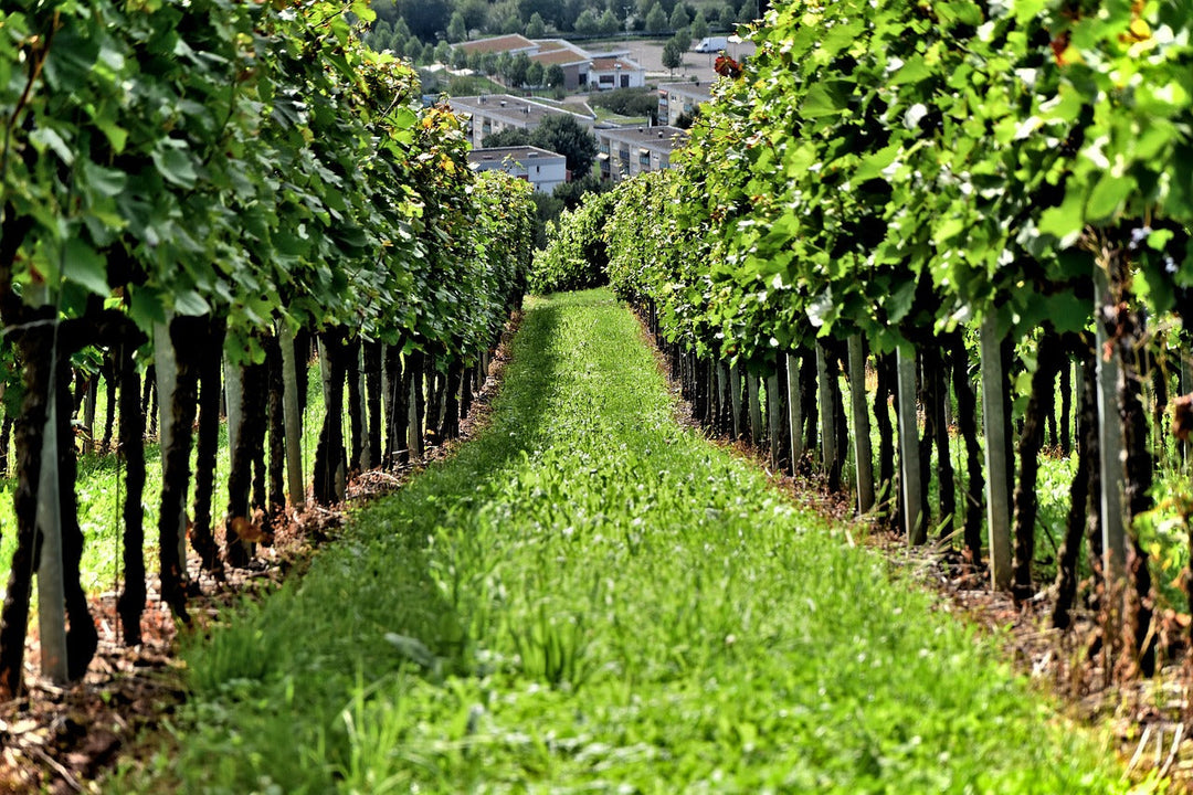Armagnac